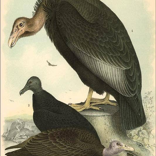 Impression d'art BD-39 Condor, Urubu, Vautour pour la vente par Found Image Press