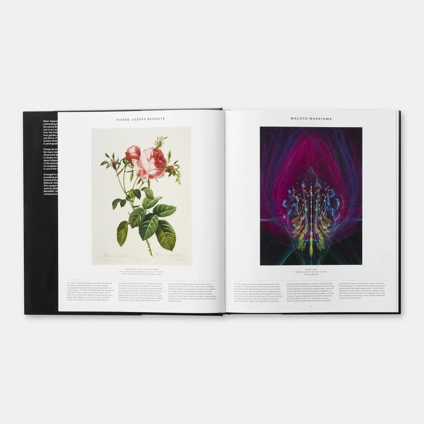 Phaidon - Wholesale Nature & Outdoors - Plant1