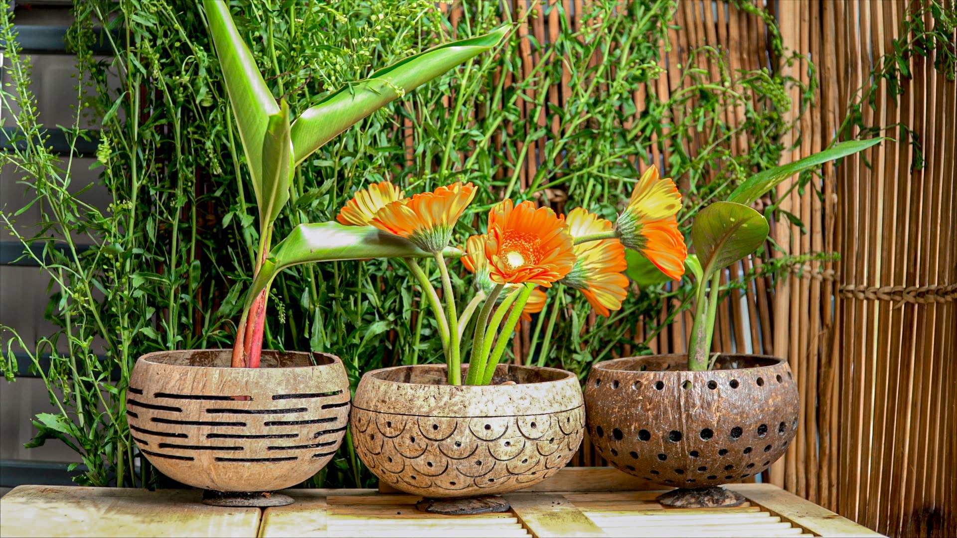 Rainforest Bowls - Wholesale Plant Pot - Horizons Coconut Planter6