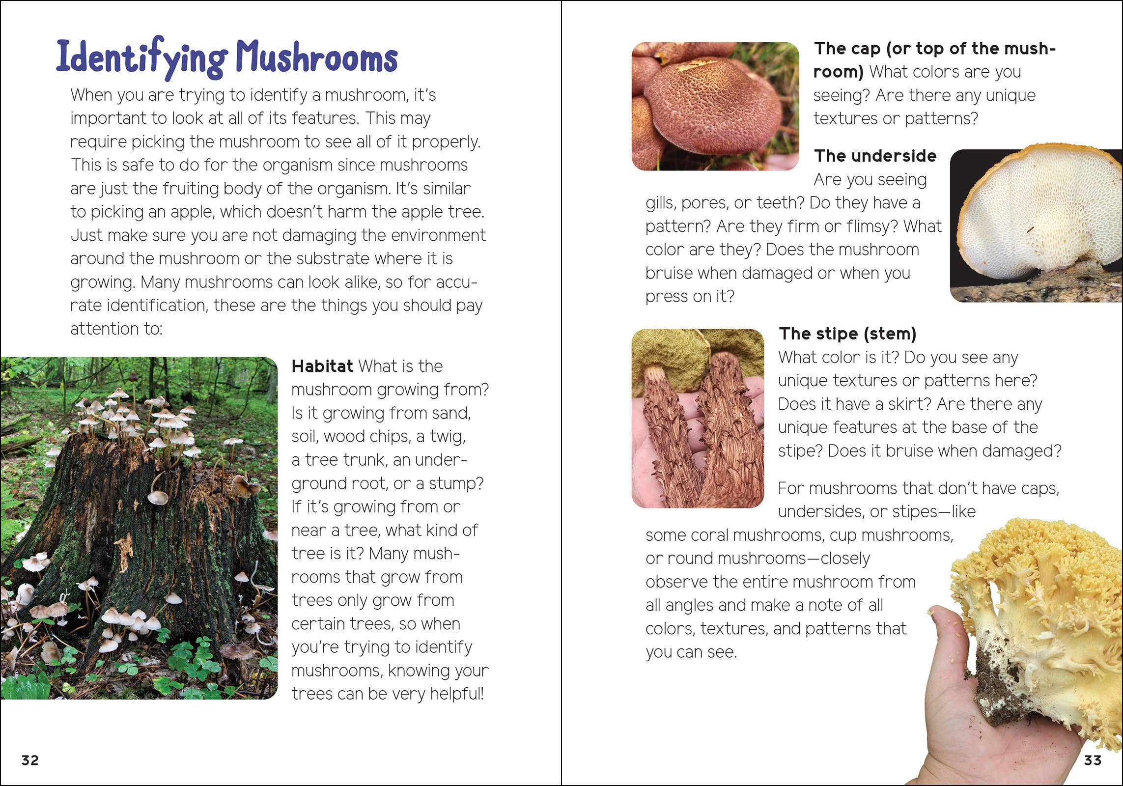AdventureKEEN - Vente Nature et plein air - Champignons & Fungi pour les enfants6
