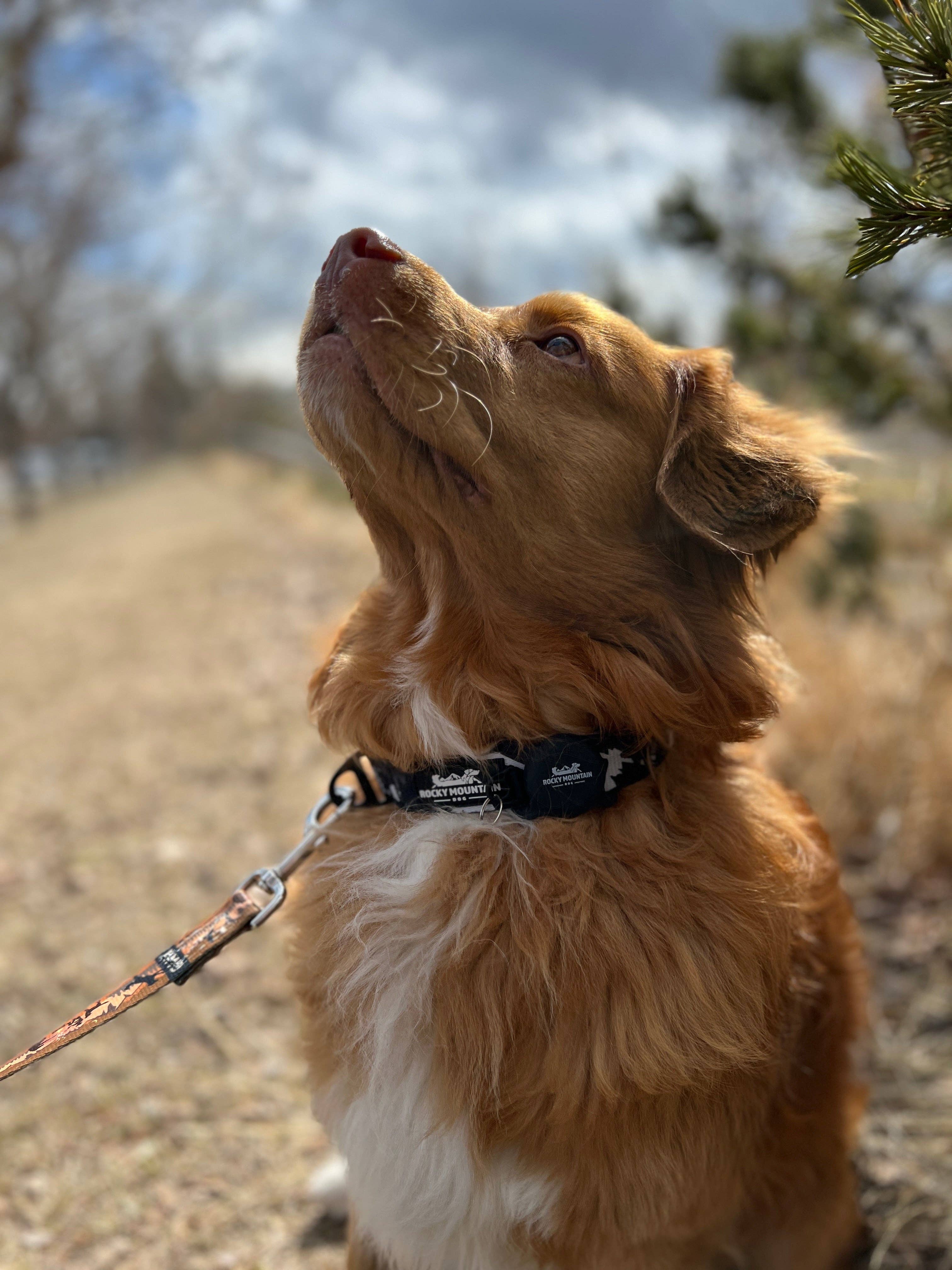 Rocky Mountain Dog - Wholesale Pet Collar - Dog - RMD AirTag Holder6