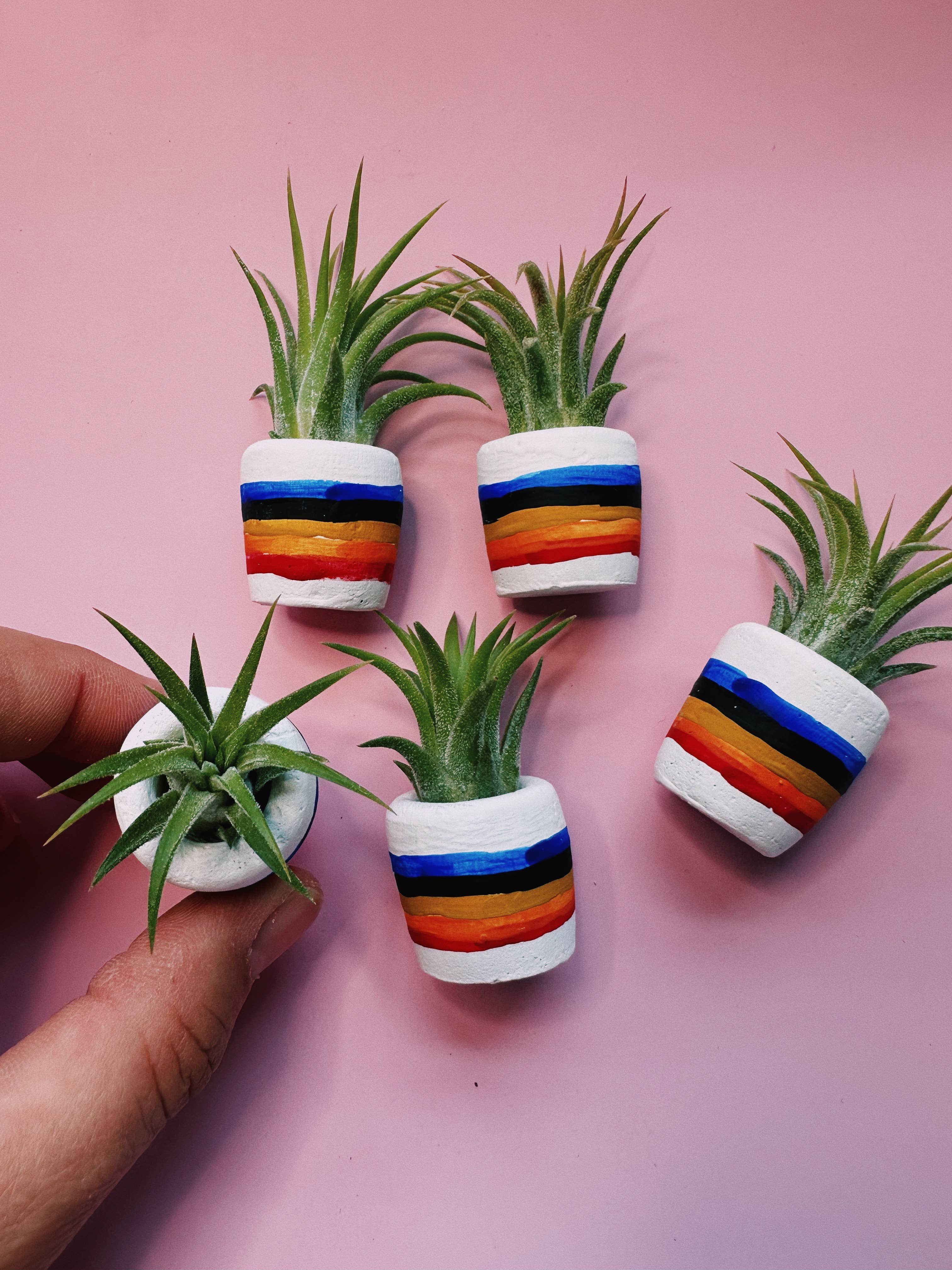 O'Berry's Succulents - Wholesale Plant Pot - 80"s Rainbow Mini Planter4