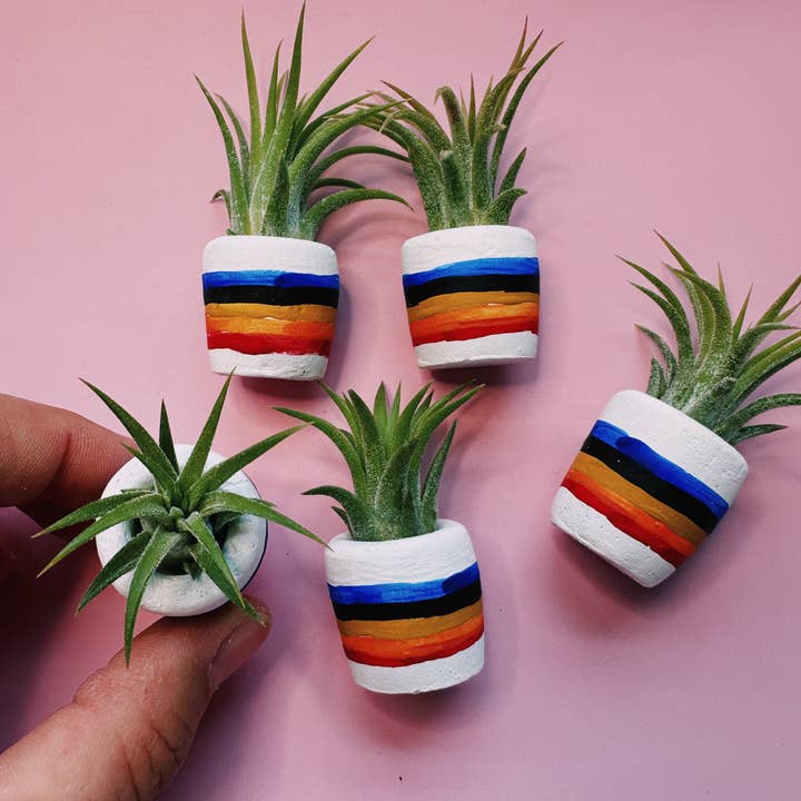 O'Berry's Succulents - Wholesale Plant Pot - 80"s Rainbow Mini Planter4