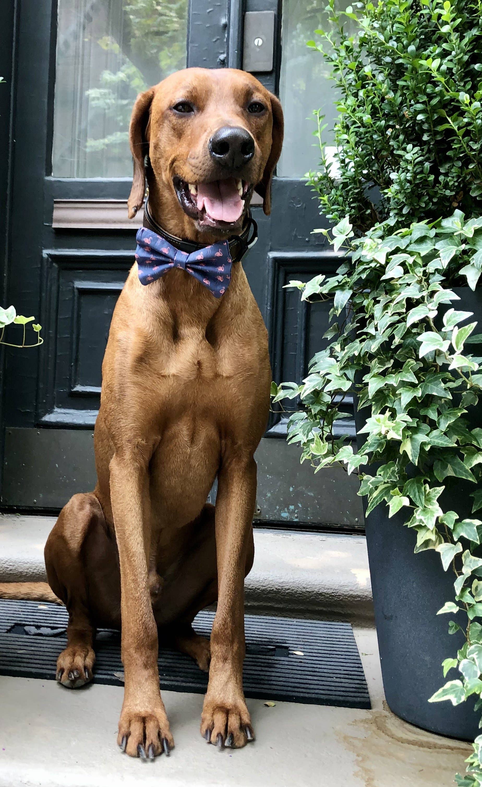 Koa's Ruff Life – Laço – Cão por atacado – Gravata borboleta flamingo1