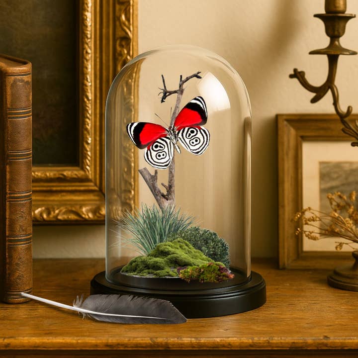 Instar Innovations - Wholesale Decorative Tabletop Object - Butterfly Diorama -6X4 Inch Dome Diorama -(3)Diaethria anna1
