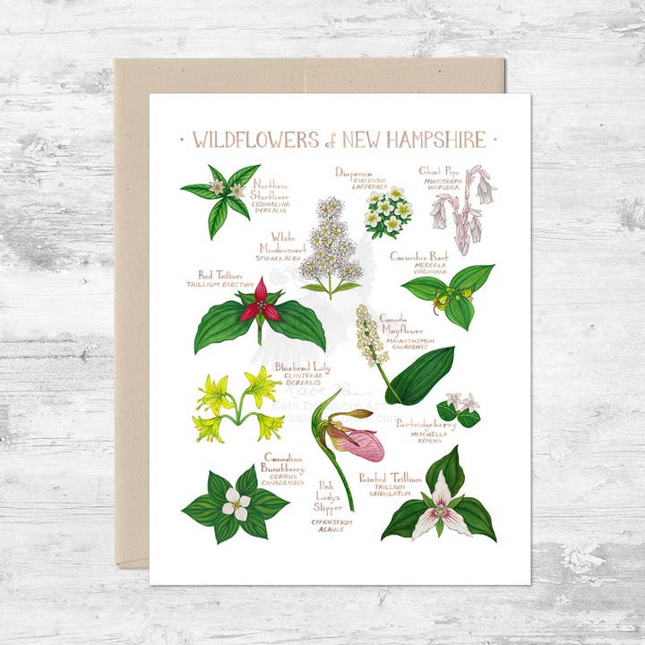 Wildflowers of New Hampshire Note Card for wholesale by Kate Dolamore Art