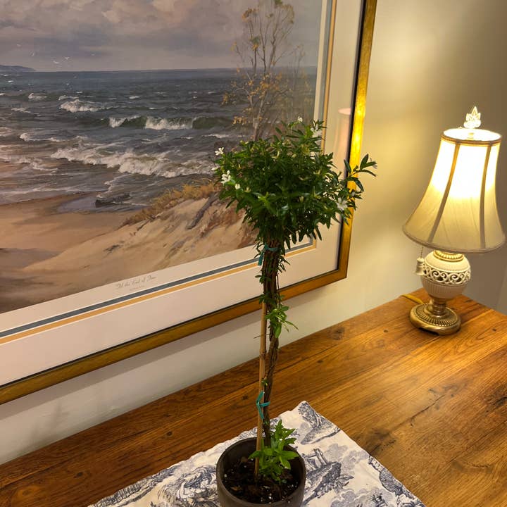 Sunrise Topiaries - Wholesale Live Plant - Live White Mexican Heather Topiary in 5 inch pot