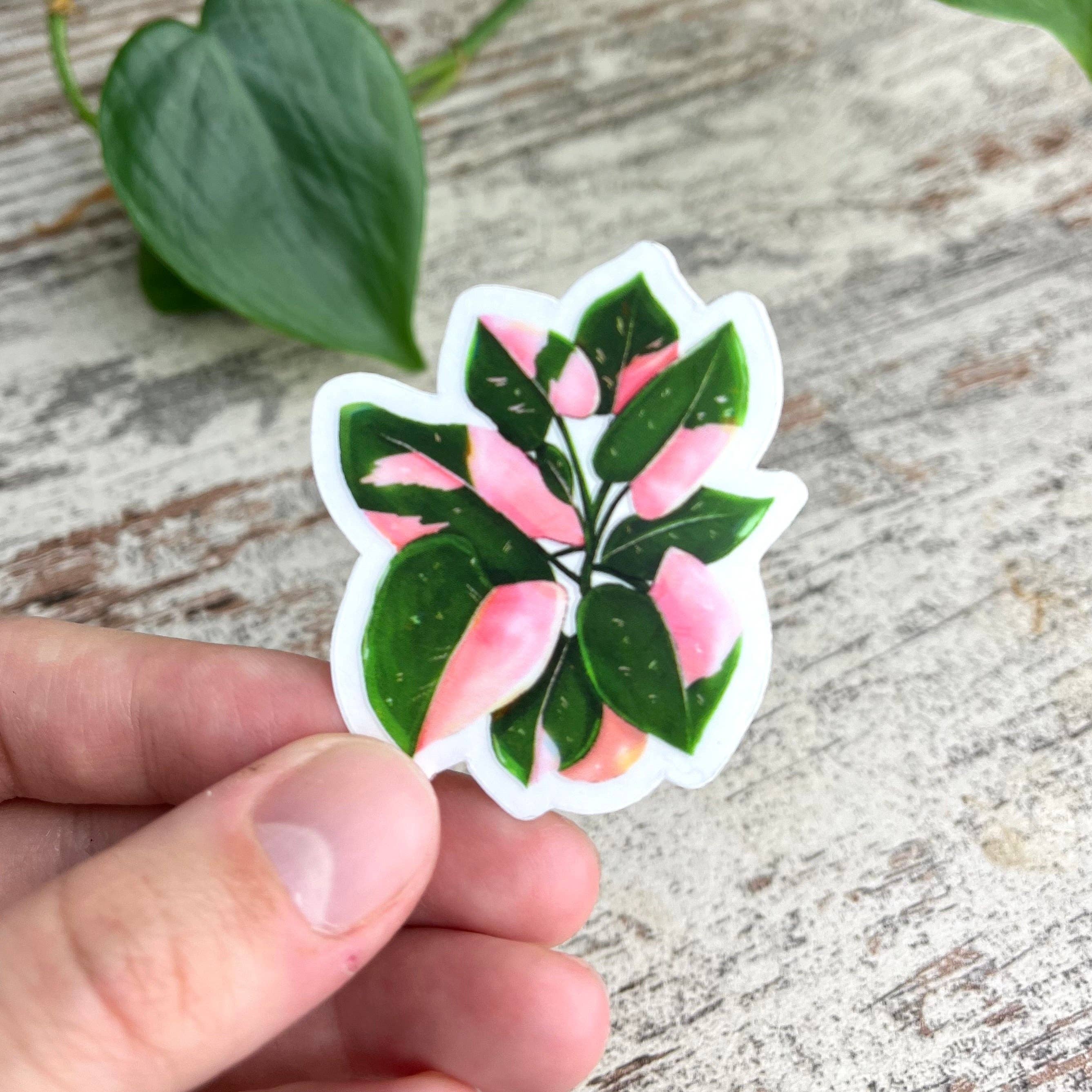 plantyintroverts - Wholesale Magnet - Magnet - Philodendron Pink Princess pot1