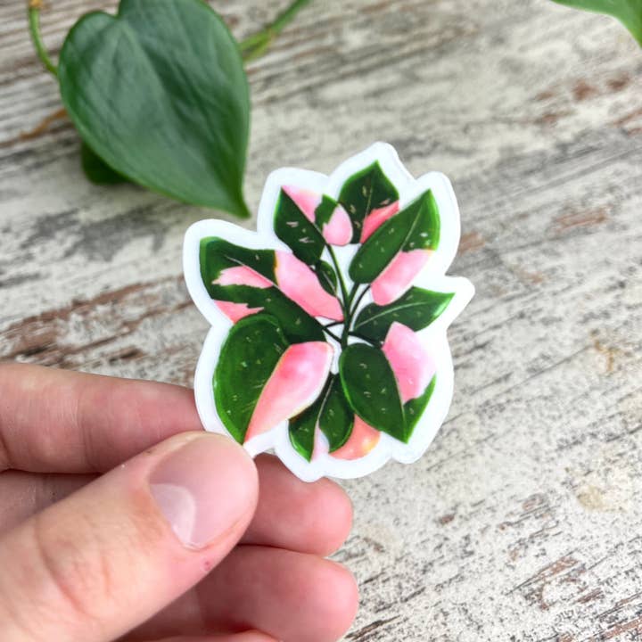 plantyintroverts - Wholesale Magnet - Magnet - Philodendron Pink Princess pot1