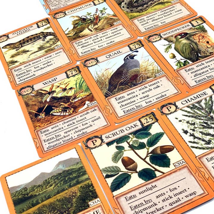 Montrose Biology - Wholesale Card Game - Ecologies: Bizarre Biomes9