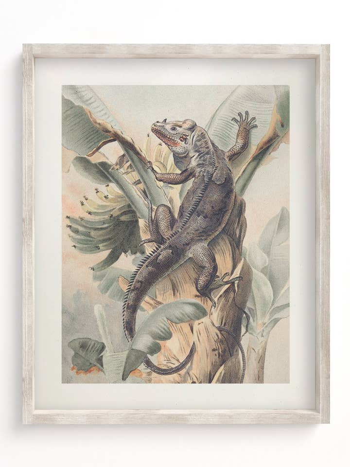 Iguana Museum Print for wholesale by Cognitive Surplus