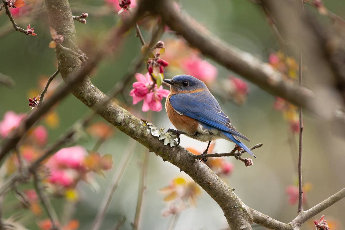 Wren - Wholesale Everyday Greeting Card - Bluebird and Dogwood Blossoms (Blank inside) Greeting Card1
