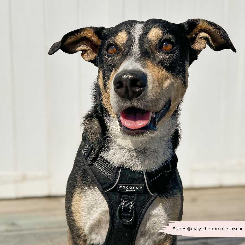 Cocopup London - Wholesale Pet Harness - Dog - Explore Harness - NAKD Liquorice10