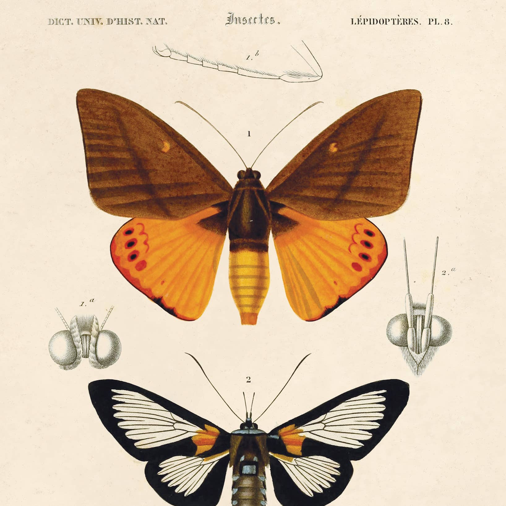 Curious Prints - Wholesale Art Print - Vintage d'Orbigny Moth Insect Print w/ optional frame1