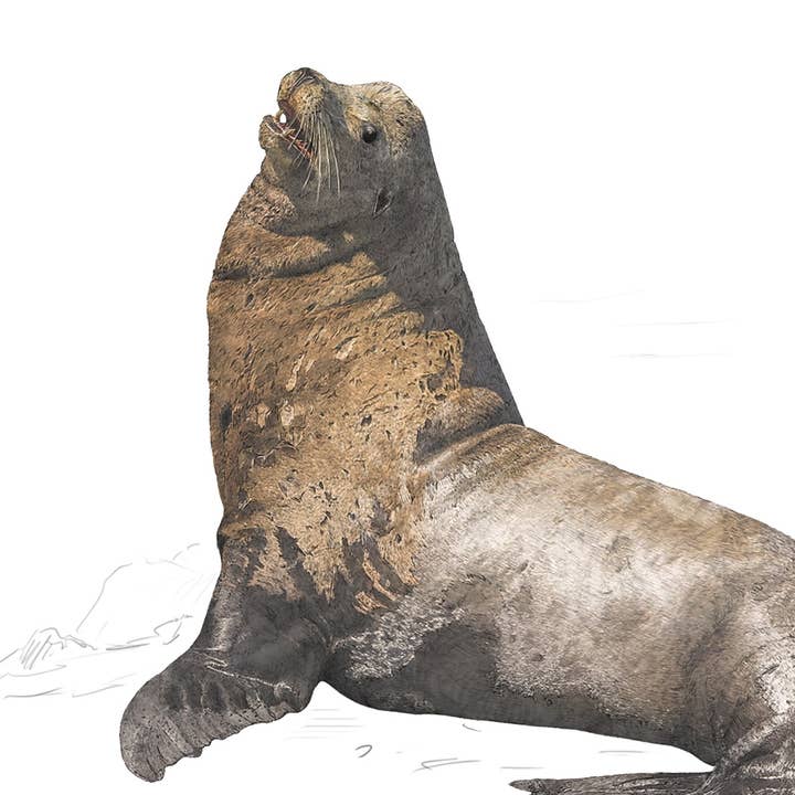 California Sea Lion - Print A2/A1 (landscape) for wholesale by Hidden Planet