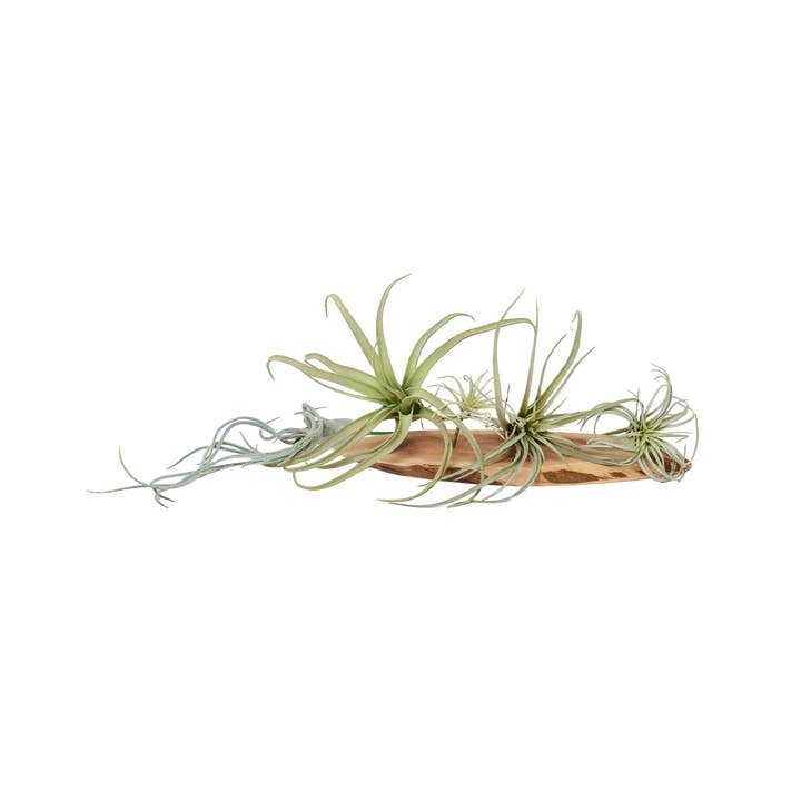 Chive Canada - Wholesale Artificial Plant - Air Plant Artificial Kit - 60 piece Assortment