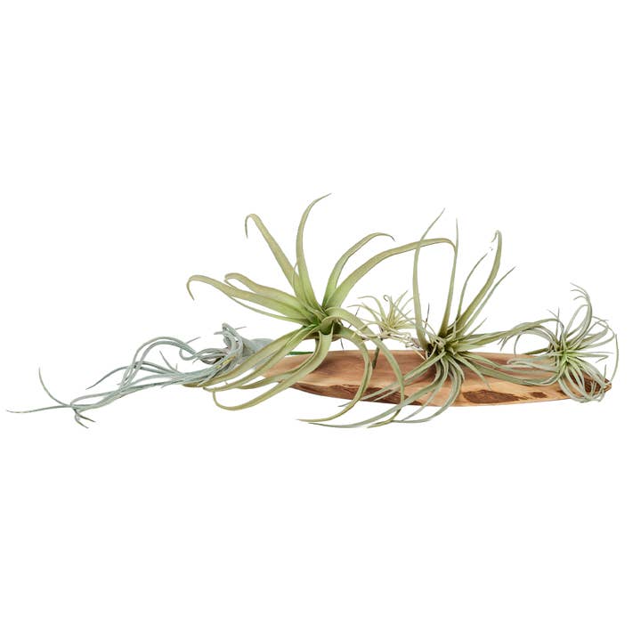 Chive - Wholesale Artificial Plant - Air Plant Artificial Kit - 60 piece Assortment0