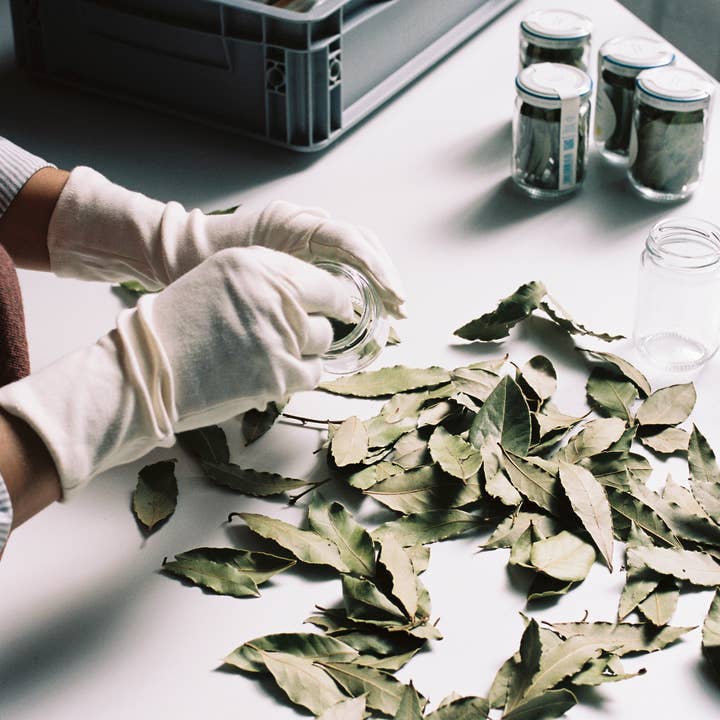 Daphnis and Chloe - Wholesale Herbs - Selected Bay Leaves2