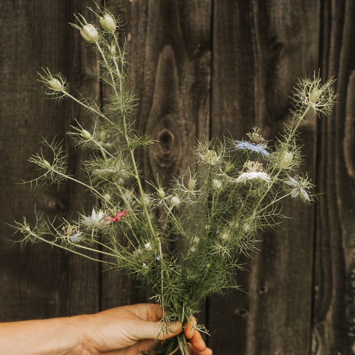 Foxglove Farmhouse - Wholesale Dried/Pressed Flowers - Nigella Love-In-A-Mist1