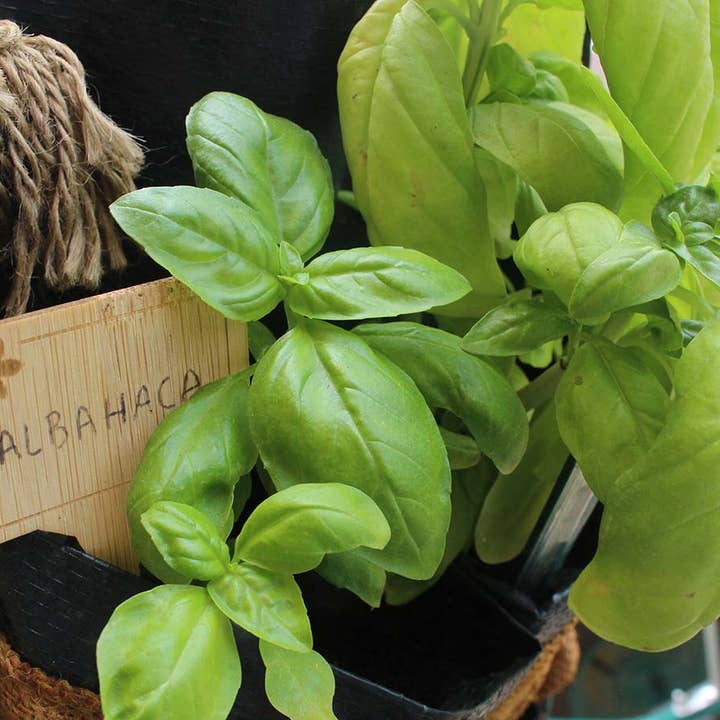 JARDIN Y NATURA OUTDOOR & GARDEN PRODUCTS SL - Vendita all'ingrosso Semi di piante - Kit di coltivazione al basilico - GROW ME KITCHEN