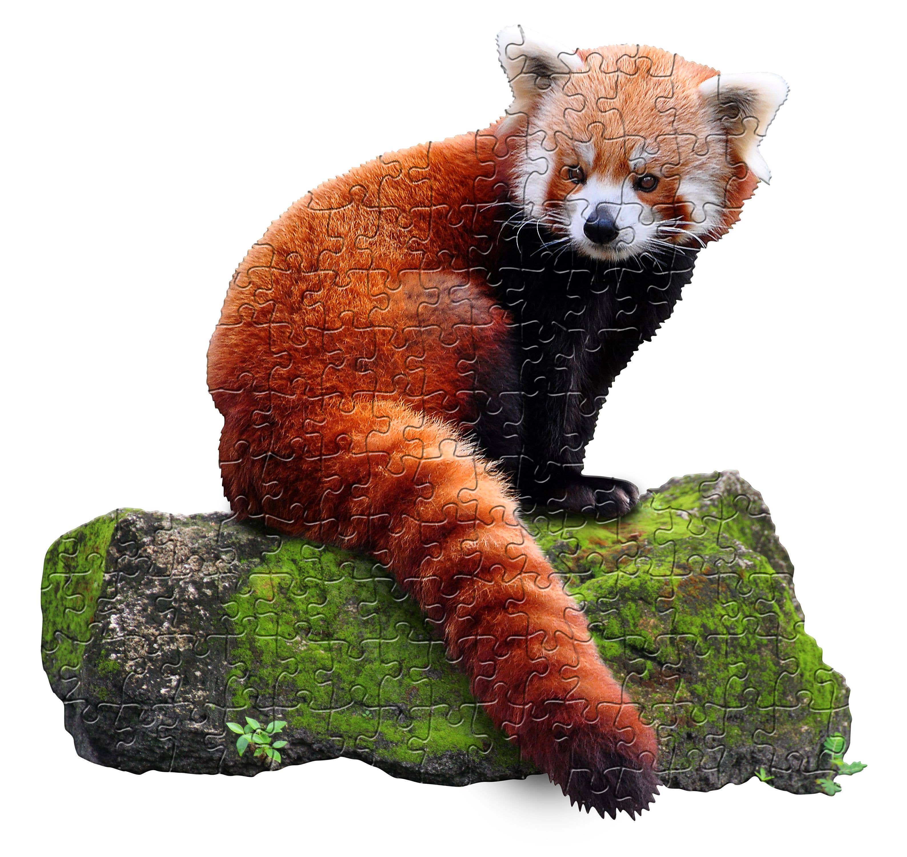 Madd Capp Games & Puzzles - Wholesale Puzzle - Kids - I AM Lil RED PANDA 100 piece jigsaw puzzle - gift5