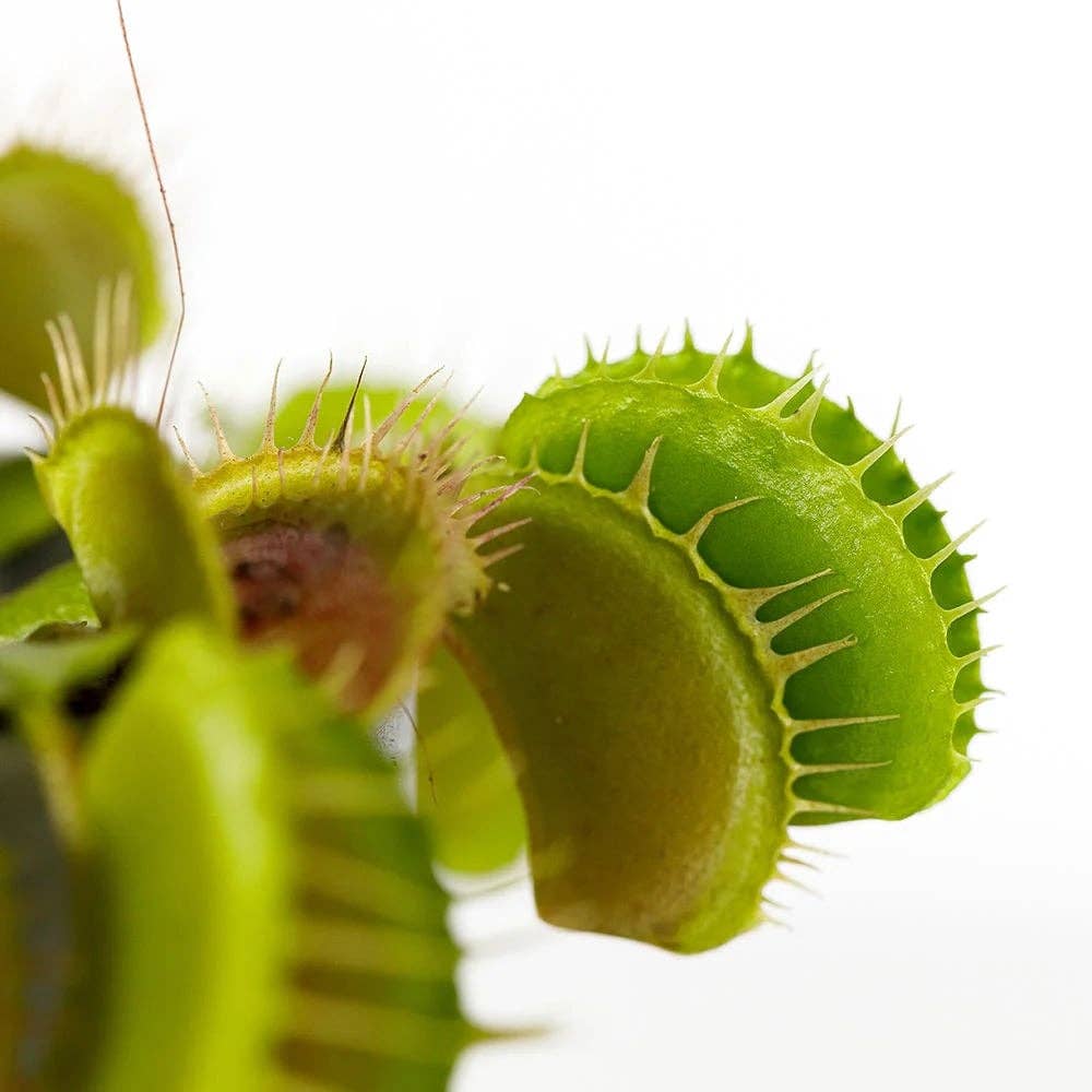 The Little Botanical – wholesale Live plant – Venus Fly Trap Plant3