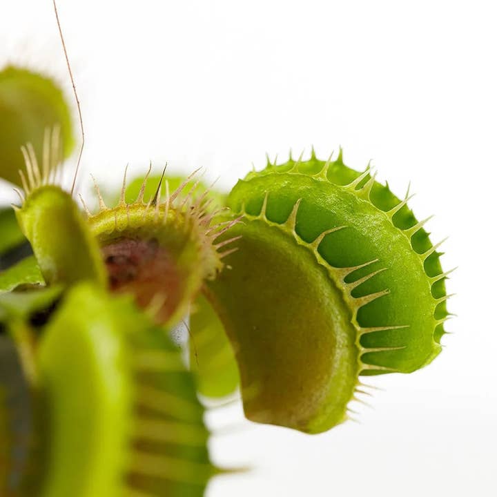 The Little Botanical – wholesale Live plant – Venus Fly Trap Plant3