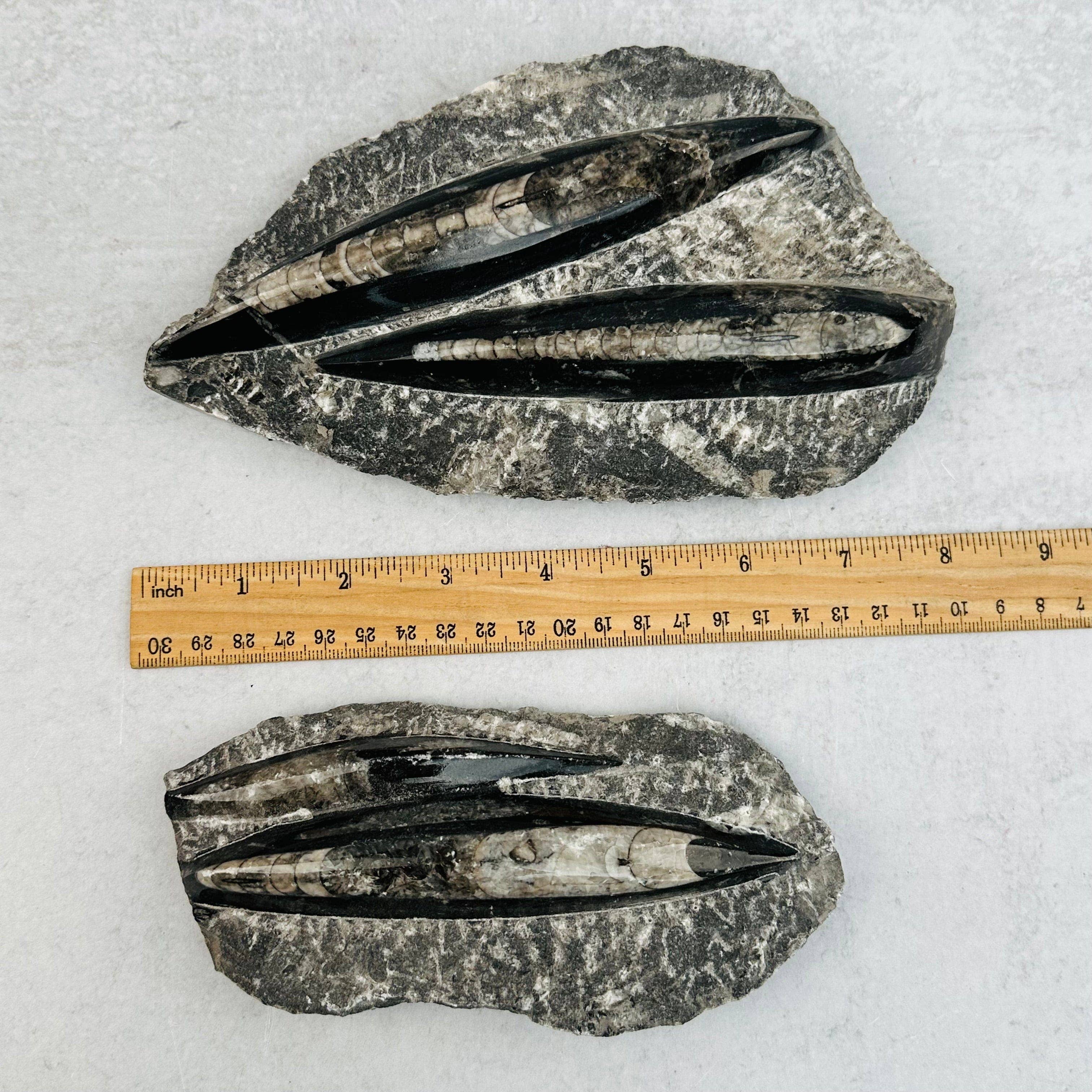 Rock Paradise - Wholesale Spiritual Stone/Crystal - Orthoceras Plaque - 2 Orthoceras - Fossil Collection7