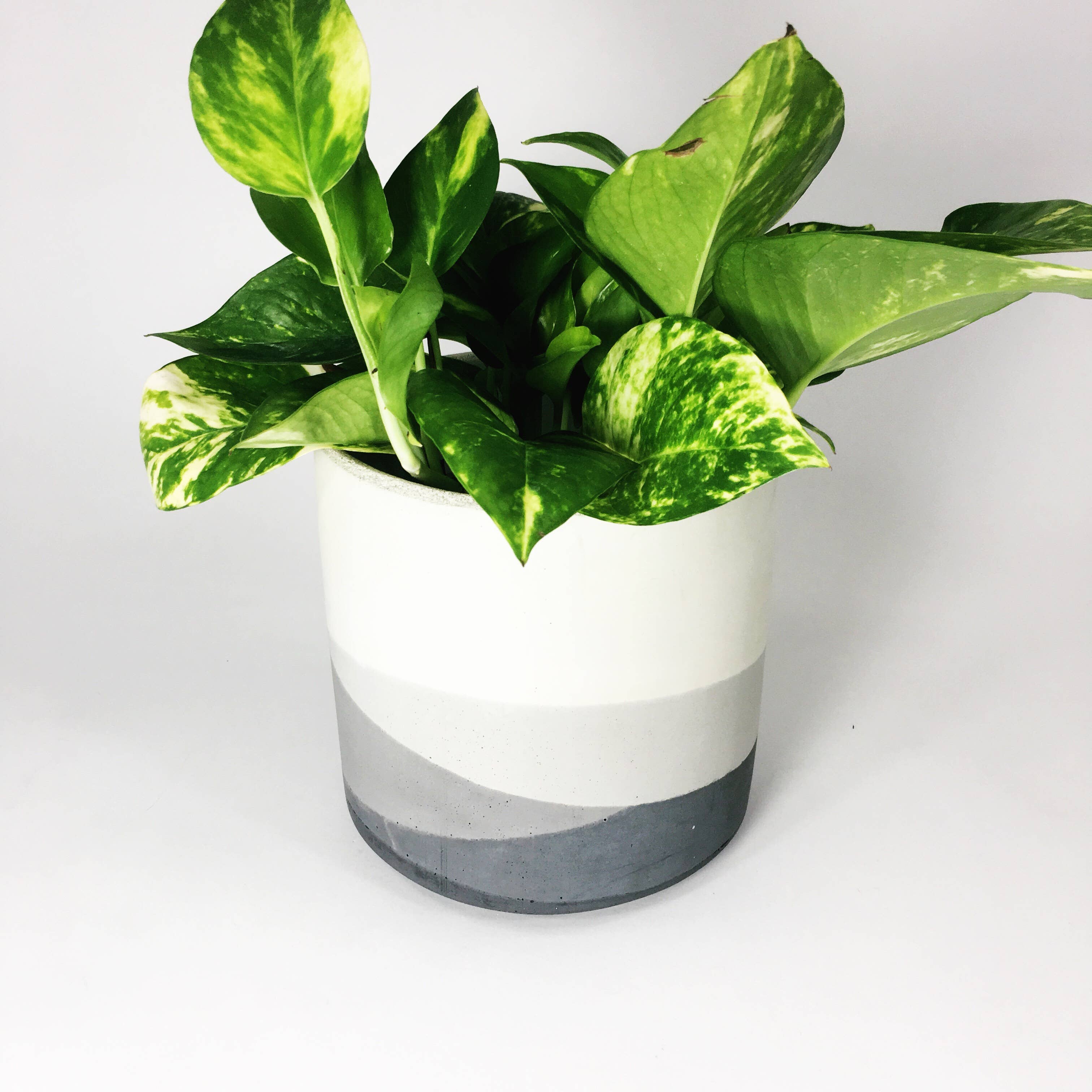 Settlewell - Wholesale Plant Pot - 6" Straight Sided Concrete Pot /  17 Colors15