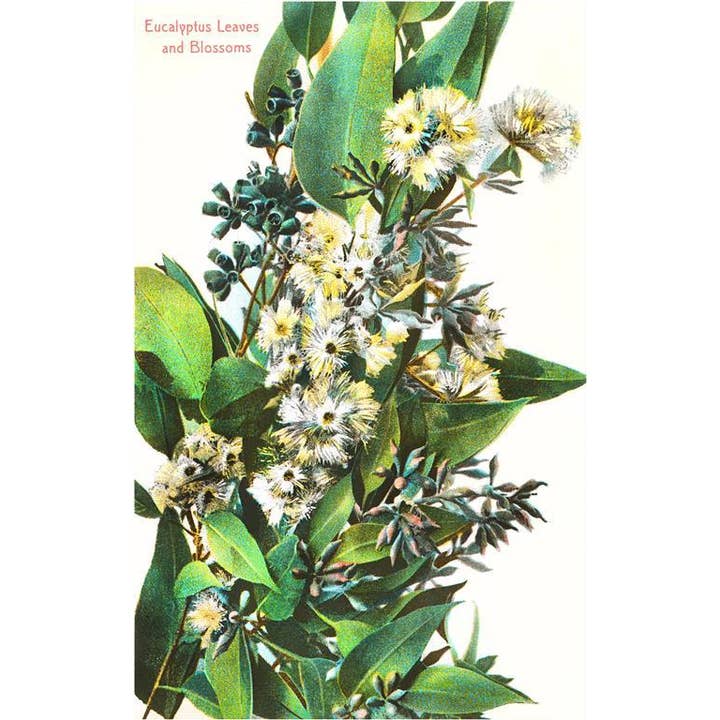 Postcard CA-317 Eucalyptus Blossoms for wholesale by Found Image Press