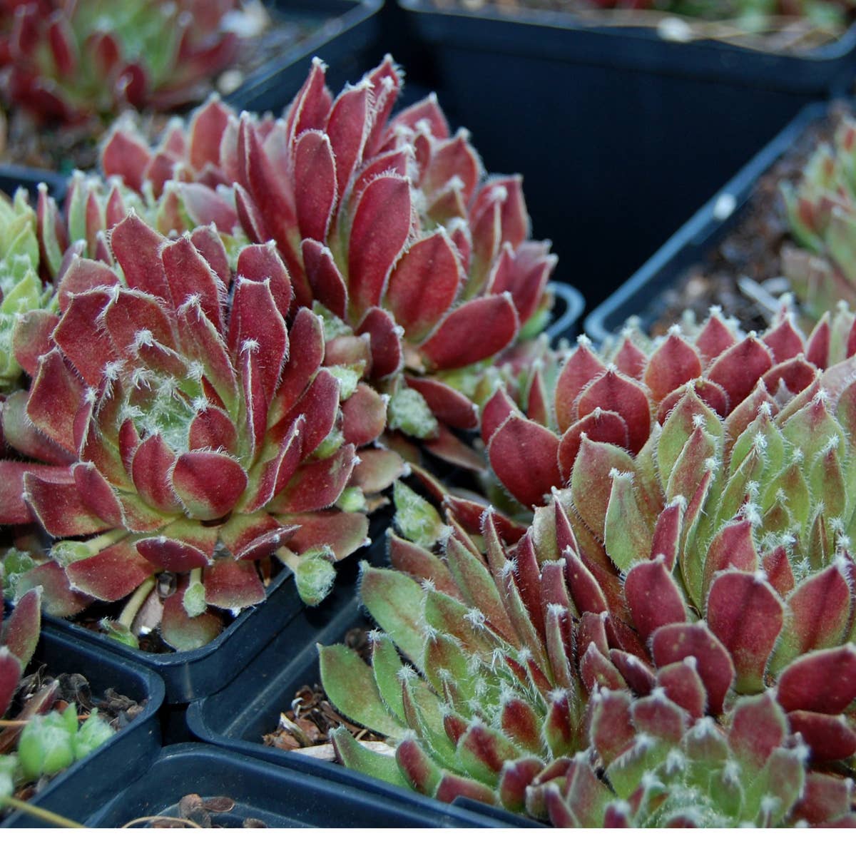 Best Plant Friend - Wholesale Succulent - Sempervivum 'Jade Rose' 2" Grower Pot - Green-Red Succulent2