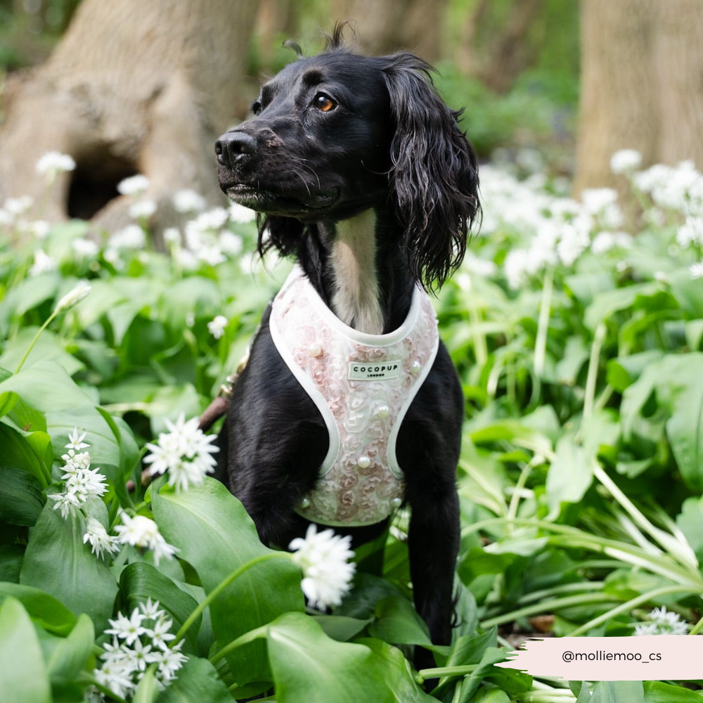 Cocopup London - Wholesale Tuig voor huisdieren - Hond - Cocopup London Pearly Pup verstelbare halsband voor honden16