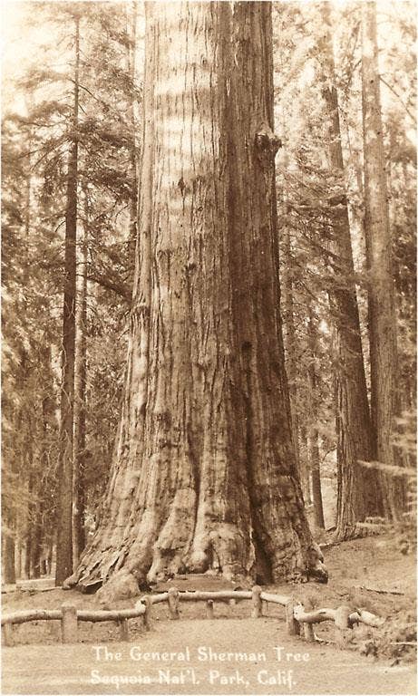 Found Image Press - Wholesale Sticker - Sticker CA-651 General Sherman, Sequoia National Park0