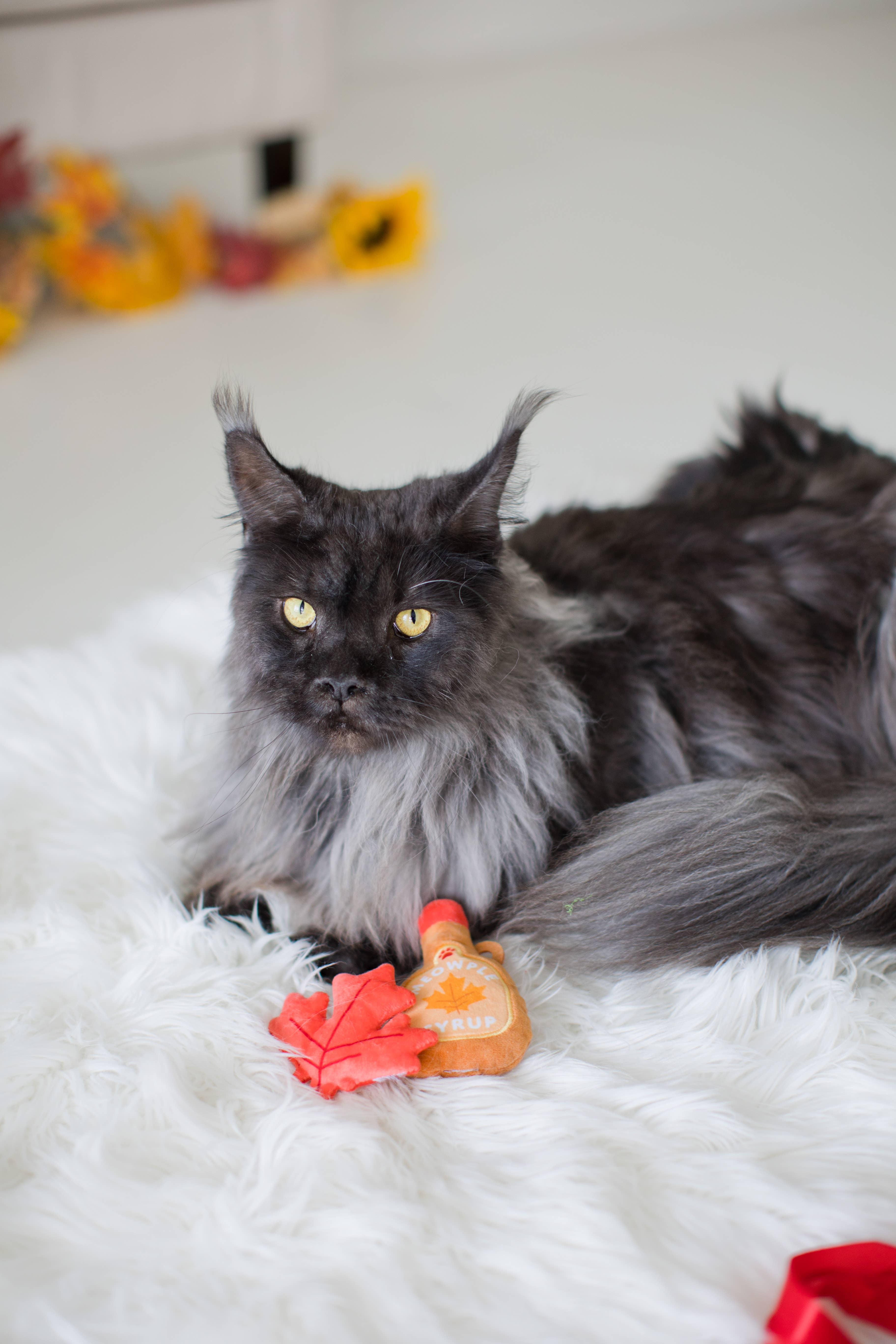 Pearhead - Wholesale Pet Toy Set - Cat - Maple Leaf &amp; Syrup Fall Cat Toys, Set of 24