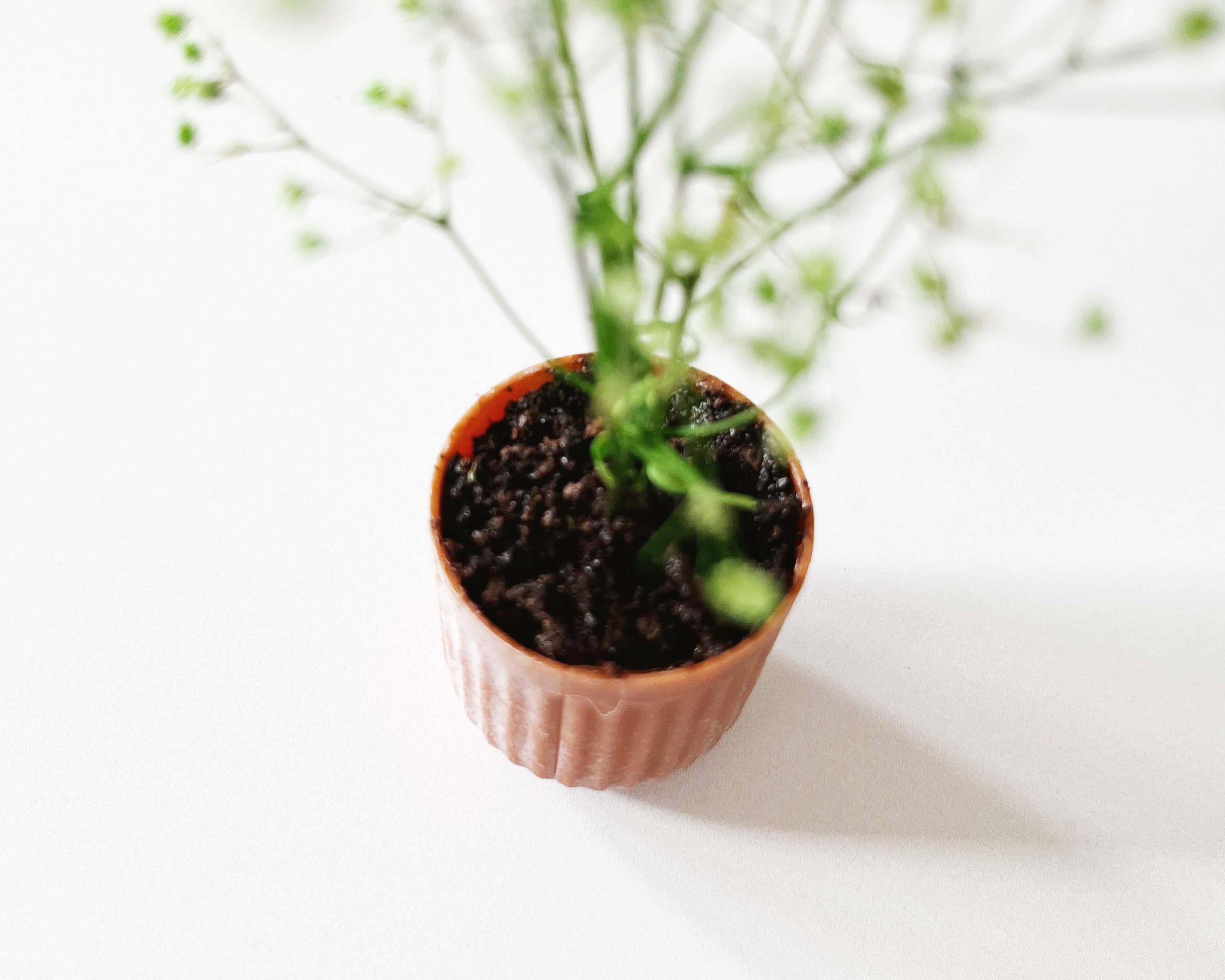 Miniette - Wholesale Live Plant - Miniature Potted Plant - Terra Cotta or Stone1