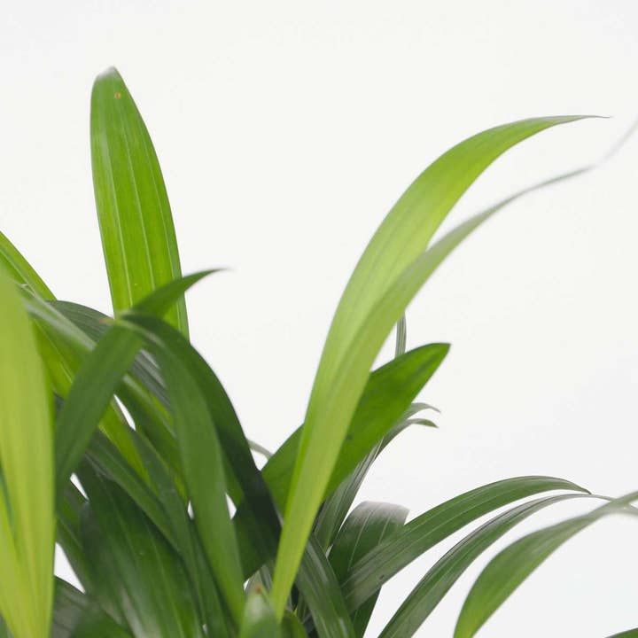 Oasis of Life - Wholesale Live Plant - Small room palms – 4 plants – Dypsis lutescens & Chamaedorea elegans – Height 25–40cm – Ø12cm – Air-purifying mini palms for indoor spaces – Easy care, tropical & decorative – Ideal for home & office6