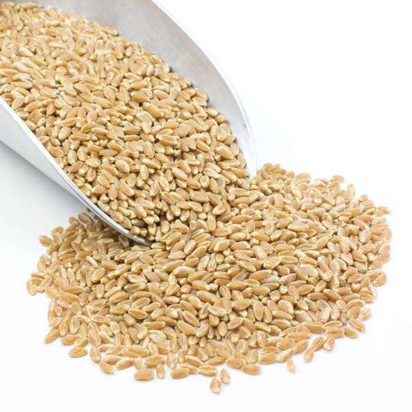 Wheat Berries, Prairie Gold (White) for wholesale by Country Life Natural Foods