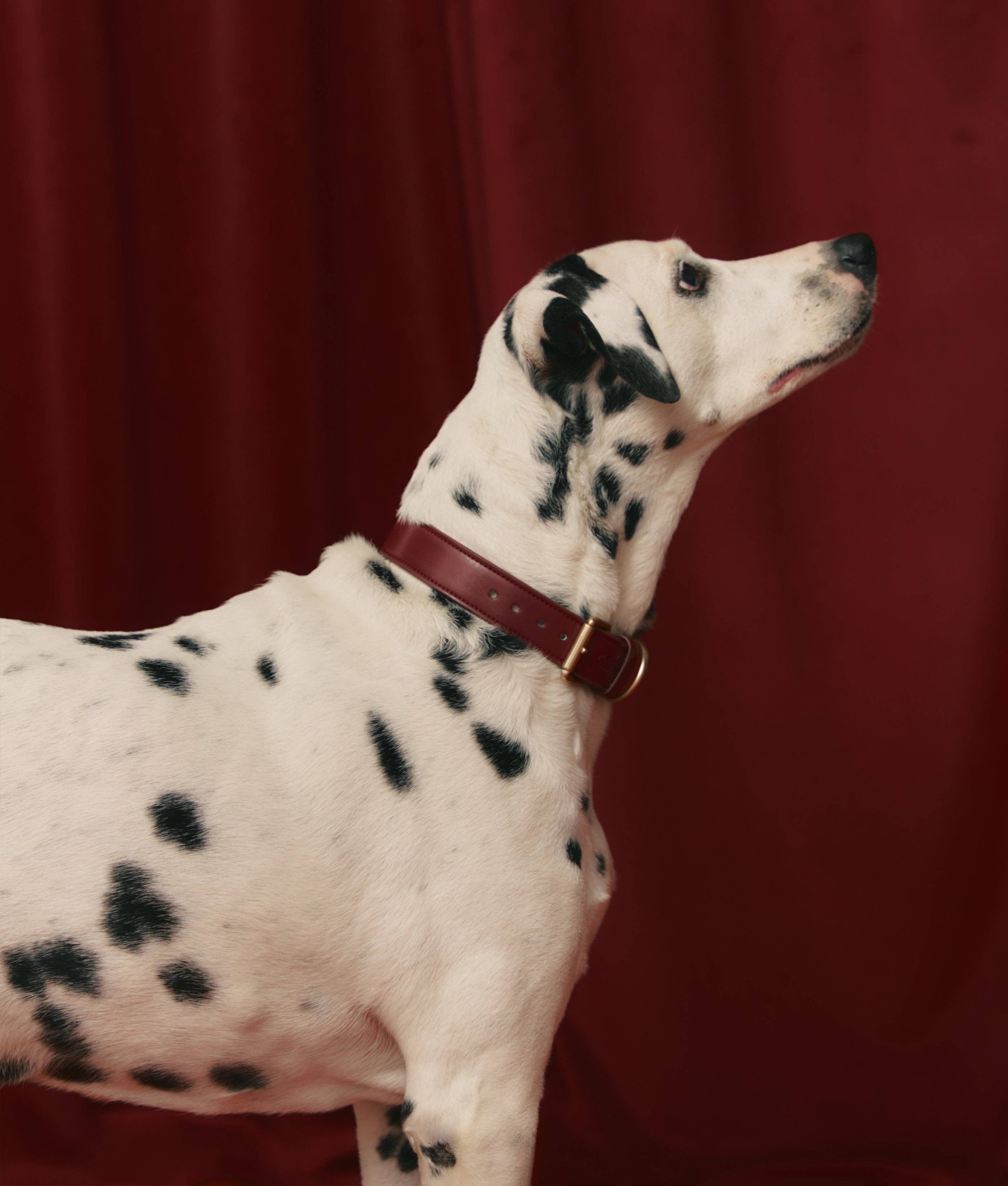 CAFIDE - Wholesale Pet Collar - Dog - Bordeaux Vegan Leather Collar, Jala1