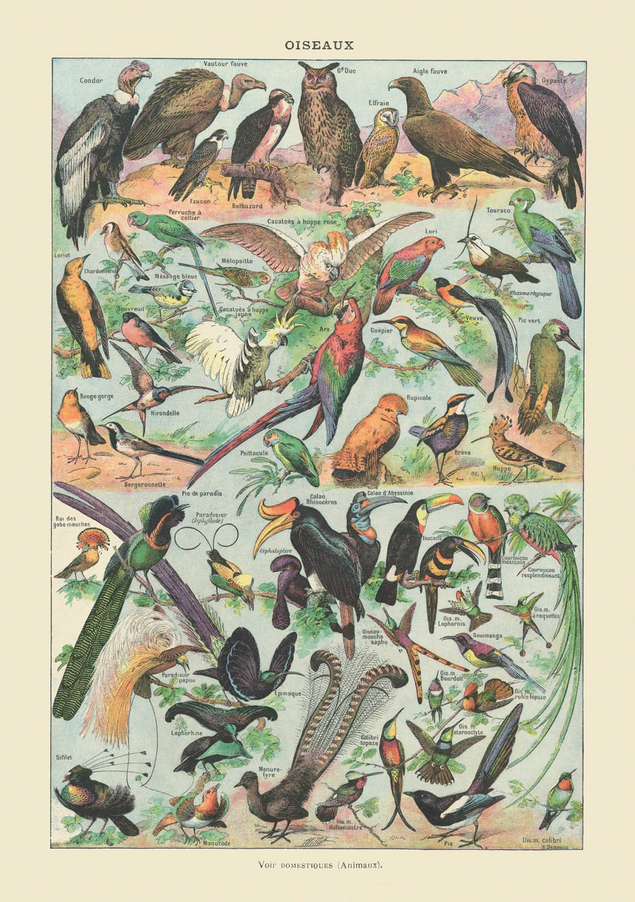 The Knowledge of Things by Catch Publishing – wholesale Vykort – Vykort Oiseaux (857)0