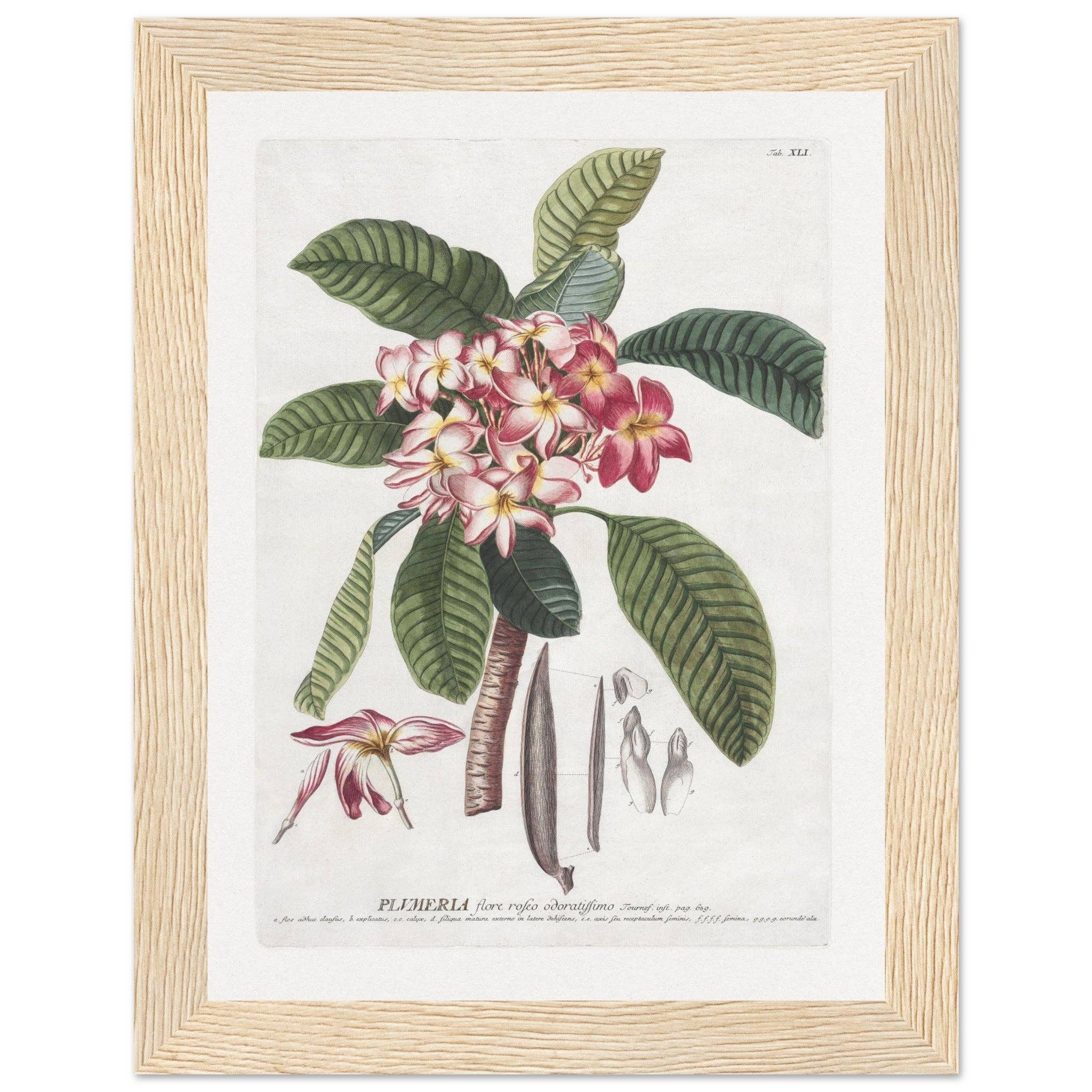 Maison de Paloma - Vendita all'ingrosso Stampa artistica - Plumeria9