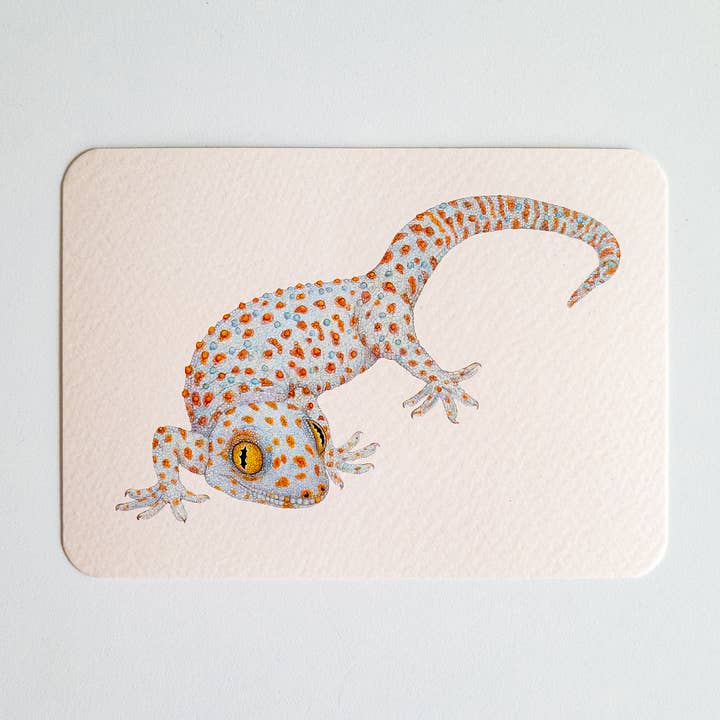 Cartolina TOKEH per la vendita all'ingrosso da parte di Studio Binck