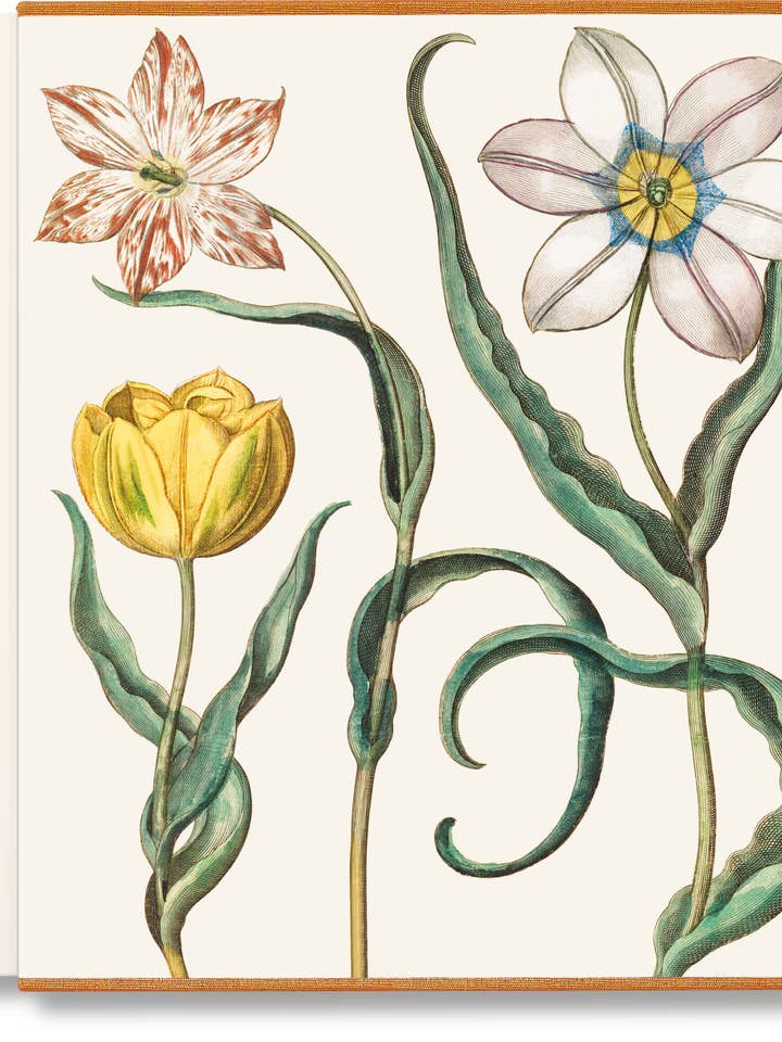 Basilius Besler. The Garden at Eichstätt (German, French, English) (FFE) for wholesale by TASCHEN America