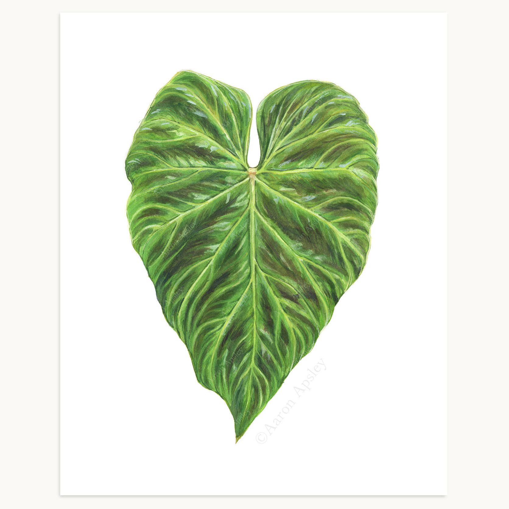 Aaron Apsley Artwork - Wholesale Art Print - Tropical Leaf Print - 8"x10"5