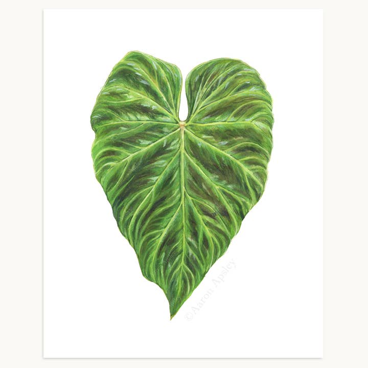 Aaron Apsley Artwork - Wholesale Art Print - Tropical Leaf Print - 8"x10"5