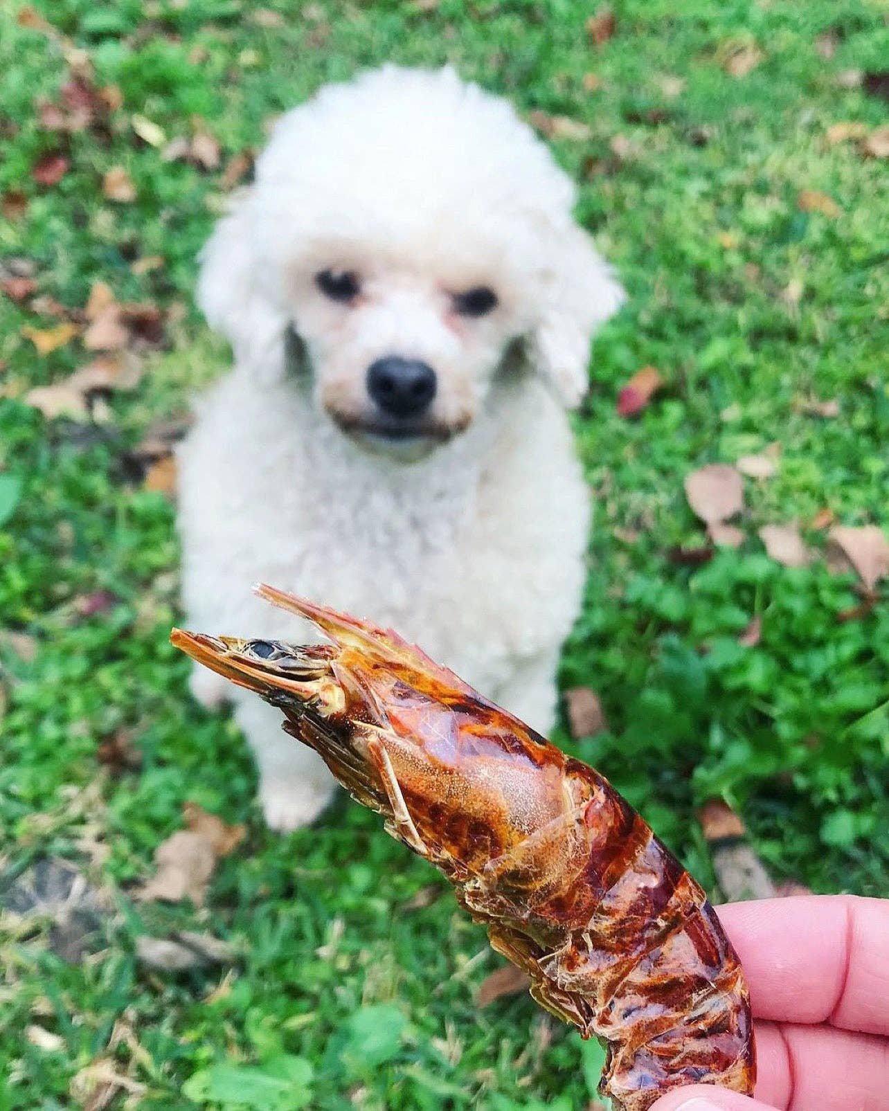 Naked Beasts, Inc. - Wholesale Pet Treats - Dog - Shrimp (+Freeze Dried Options)11