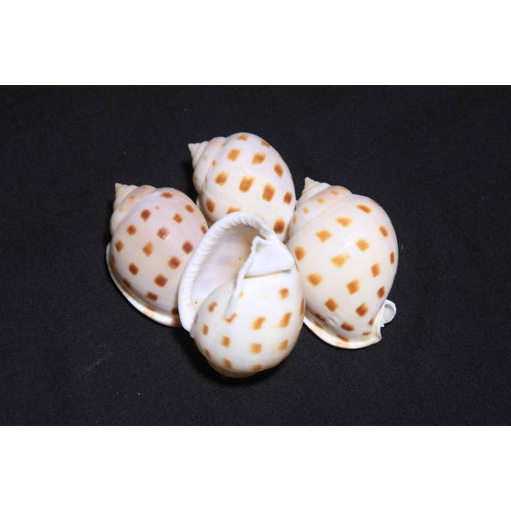 SCOTCH BONNET 1.5 -2" for wholesale by Darlene's Shells