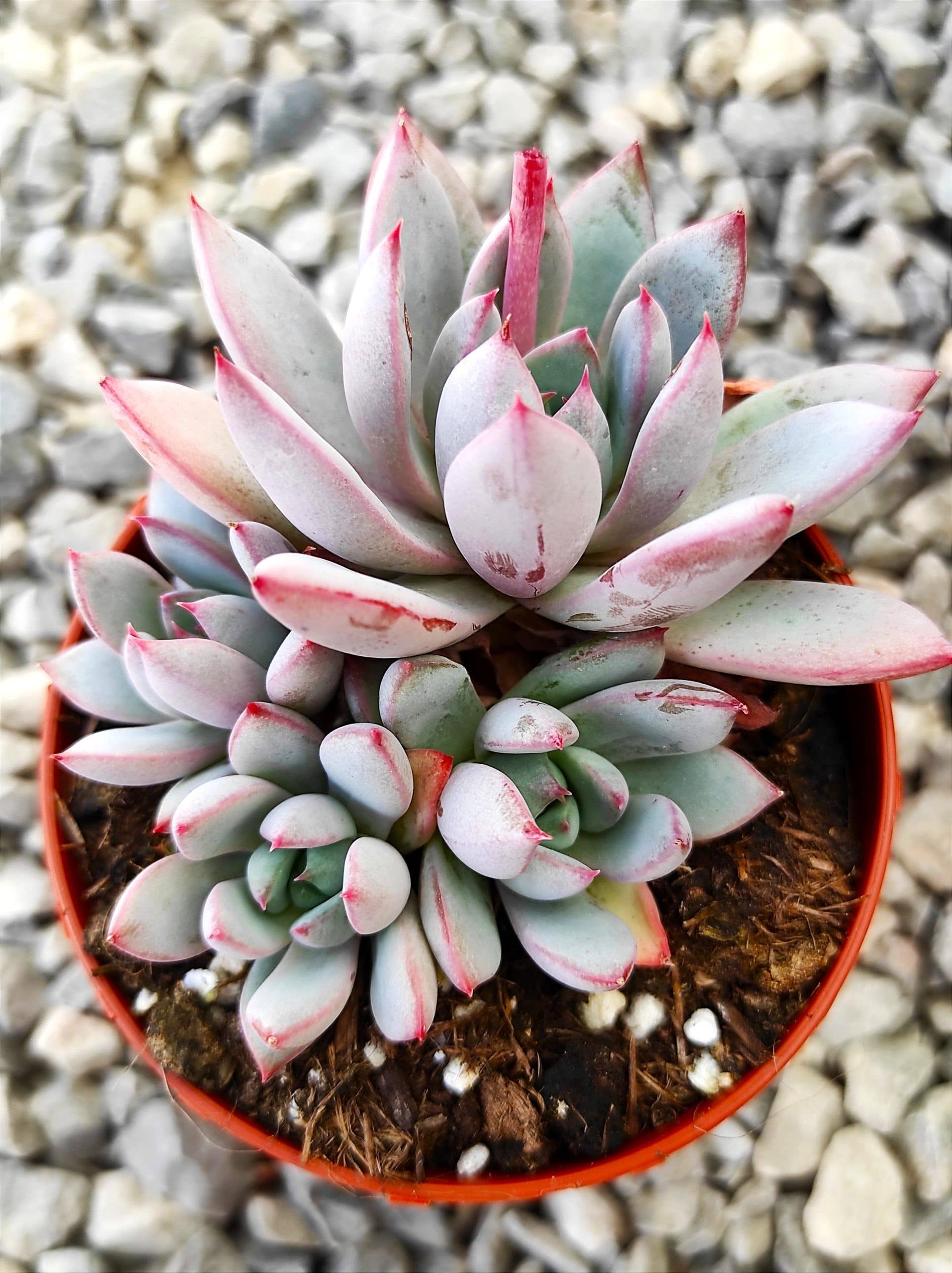 Pachyveria 'Hanabijin'
