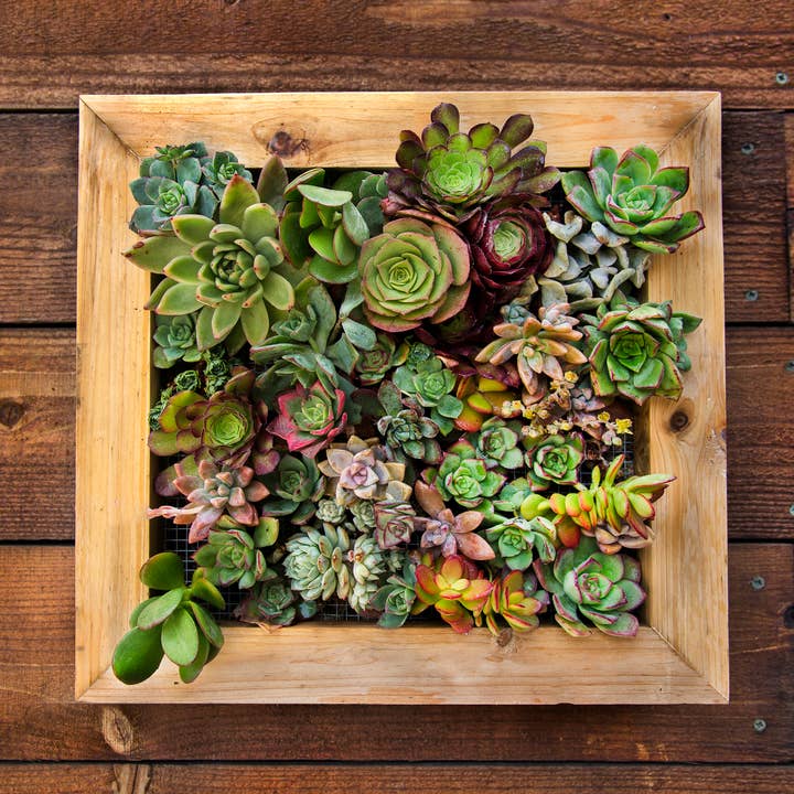 SuperMoss - Wholesale Picture frame - Sphagnum Moss Living Frame0