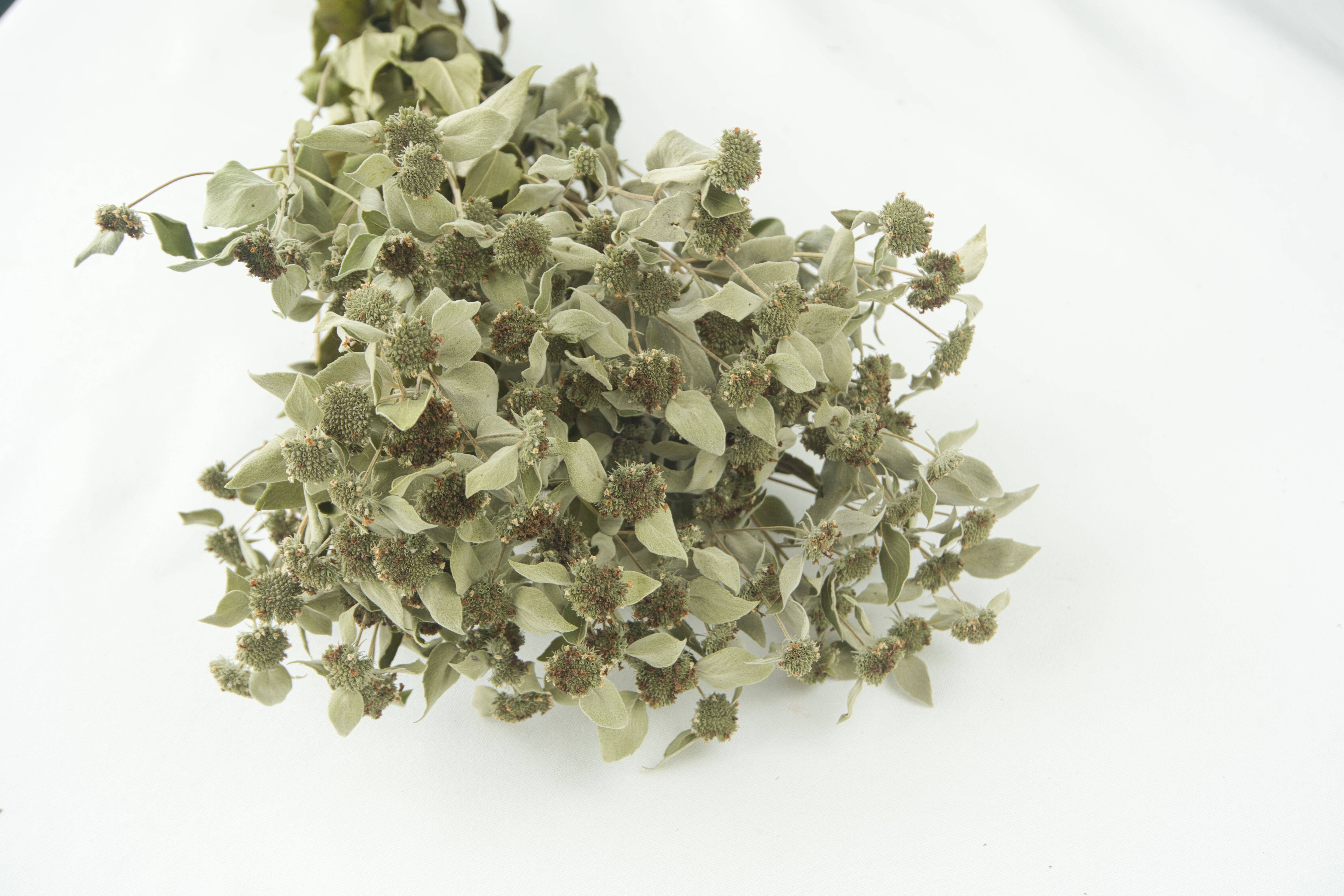 Fence Post Florals - Wholesale Dried/Pressed Flowers - Mint-Mountain, Dried Flowers, Wedding flowers6