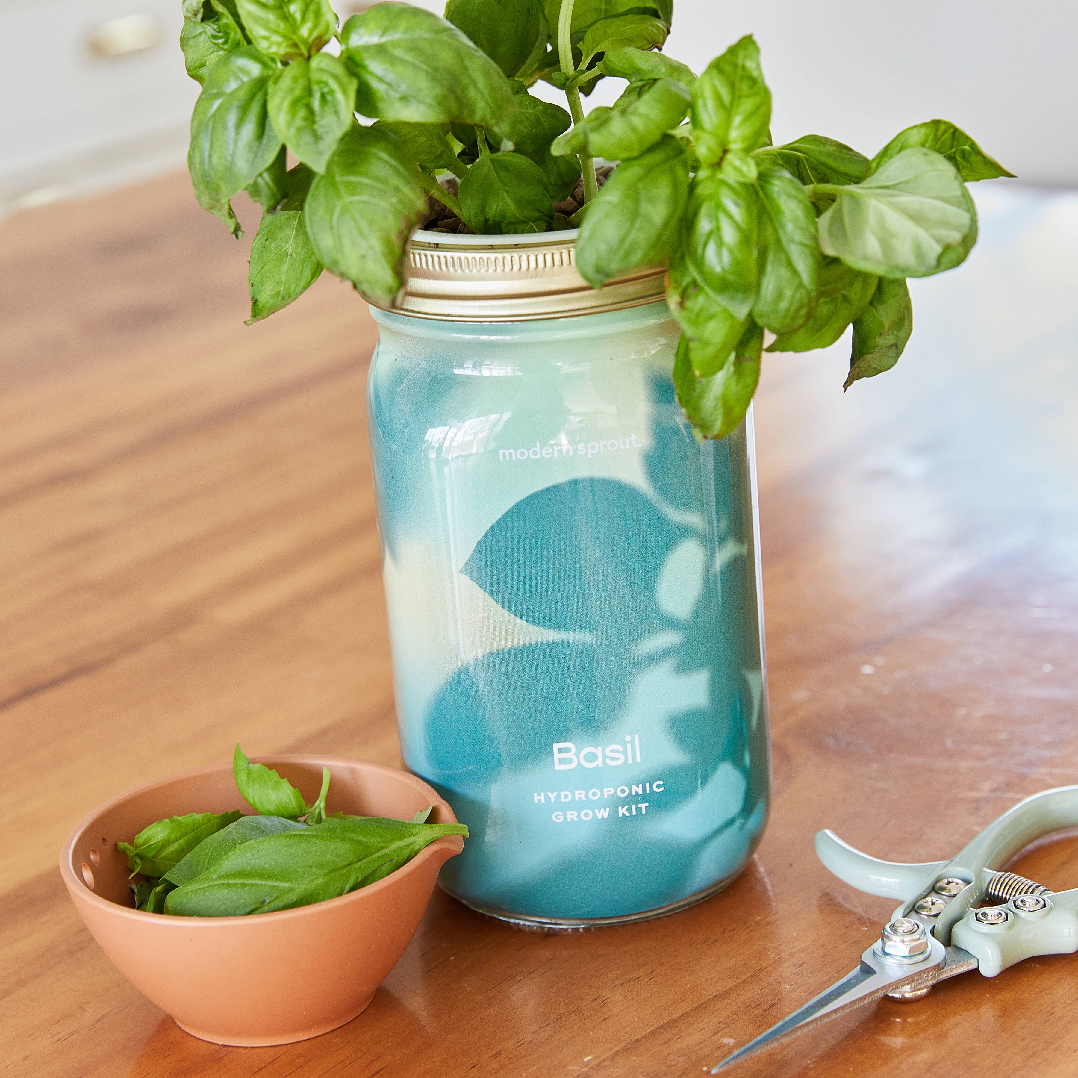 Modern Sprout - Wholesale Plant Pot - Herb Garden Jar23